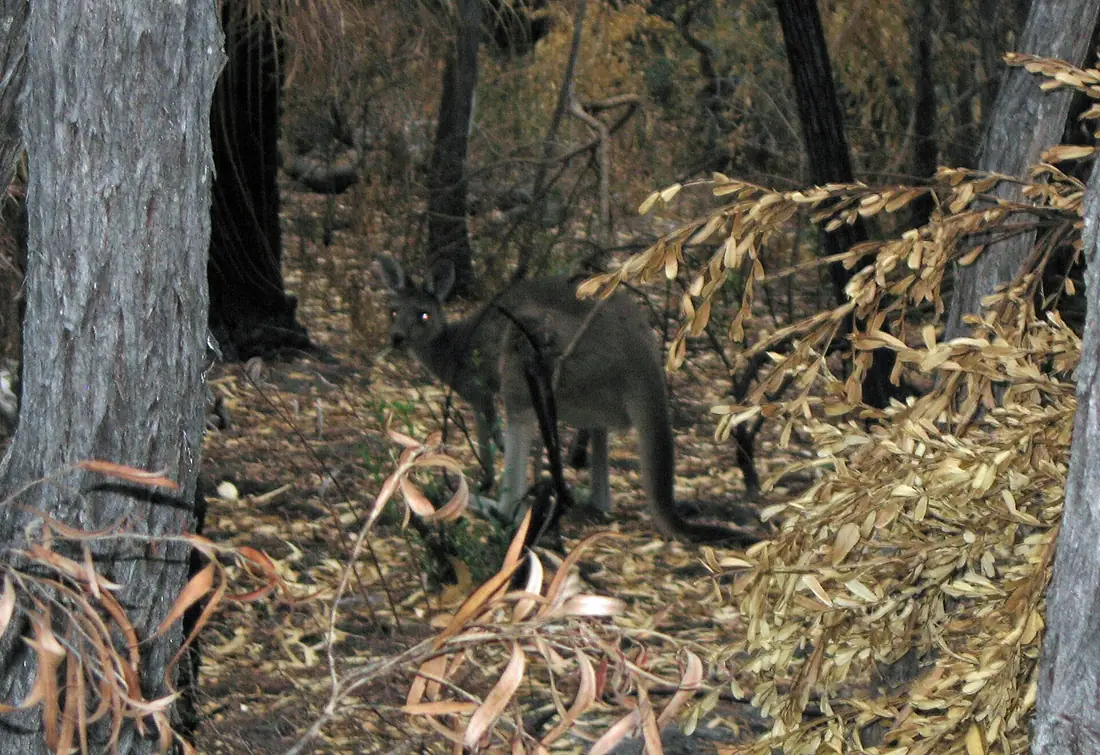 Western Grey Kangaroo - Flickr - GregTheBusker