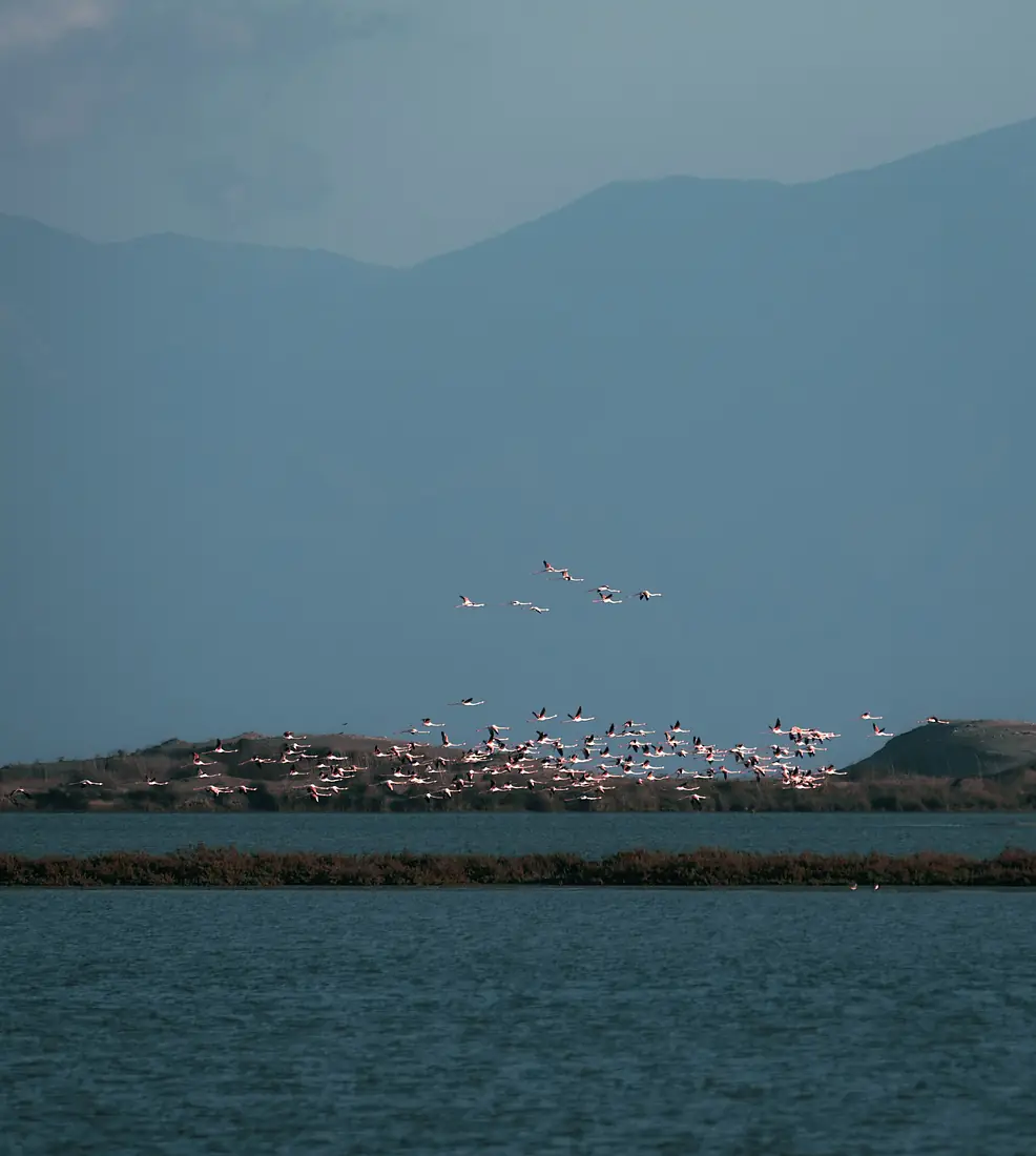Flamingos in the Yumurtalik Lagoon