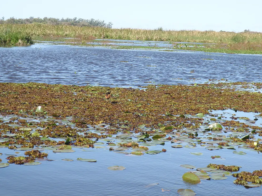 Esteros del Ibera Laguna