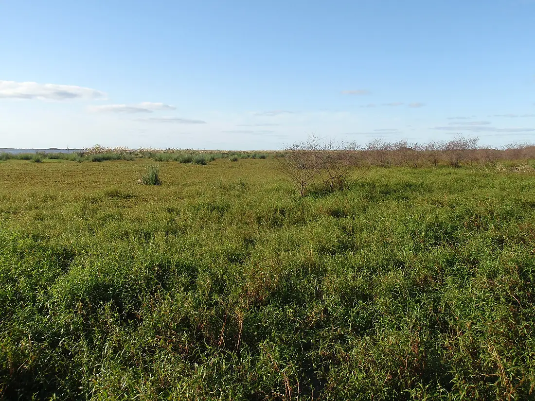 Esteros del Ibera Marshes