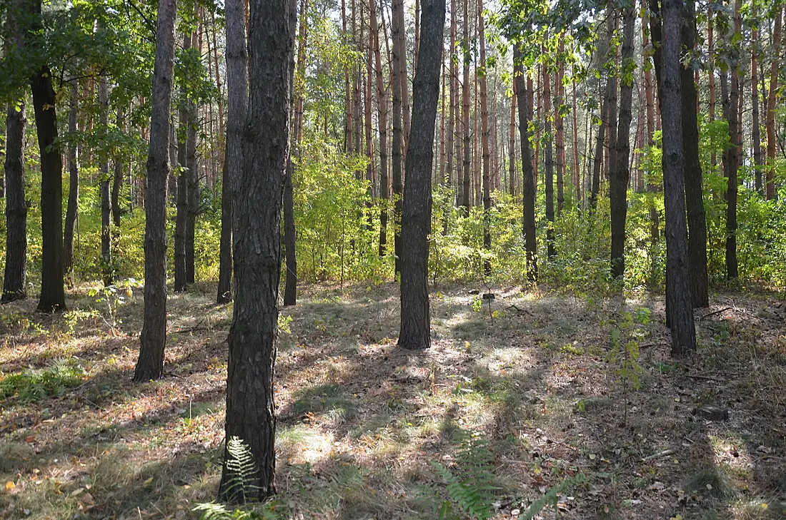 «Жорнівський», заказник 01